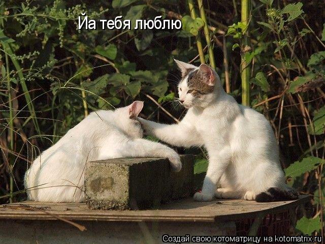Йа тебя люблю... Котоматрица: Йа тебя люблю