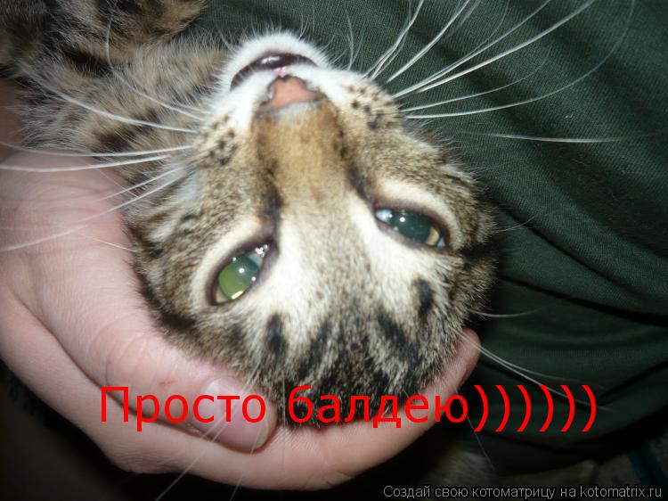 Котоматрица: Просто балдею))))))