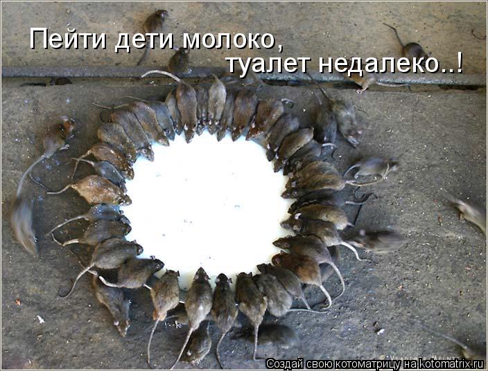 туалет недалеко..! Пейти дети молоко,... Котоматрица: туалет недалеко..! Пейти дети молоко,