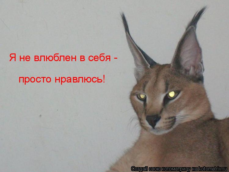 Я не влюблен в себя - просто нравлюсь!... Котоматрица: Я не влюблен в себя - просто нравлюсь!
