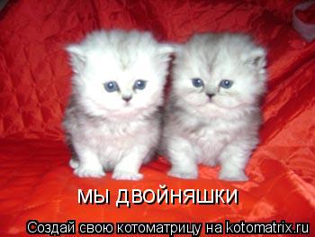 Котоматрица: мы двойняшки