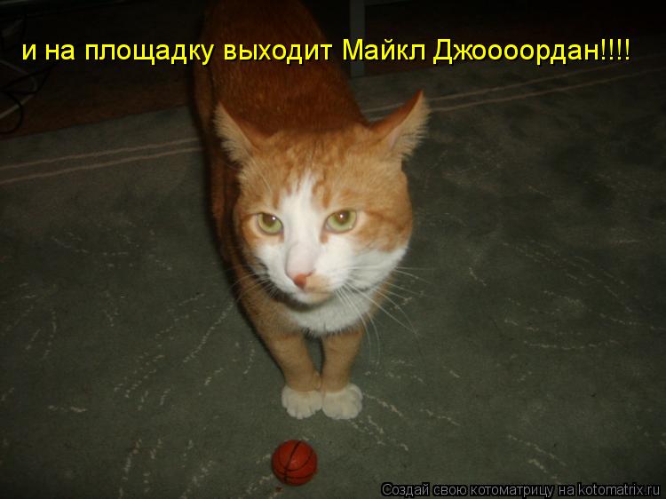 Котоматрица: и на площадку выходит Майкл Джоооордан!!!!