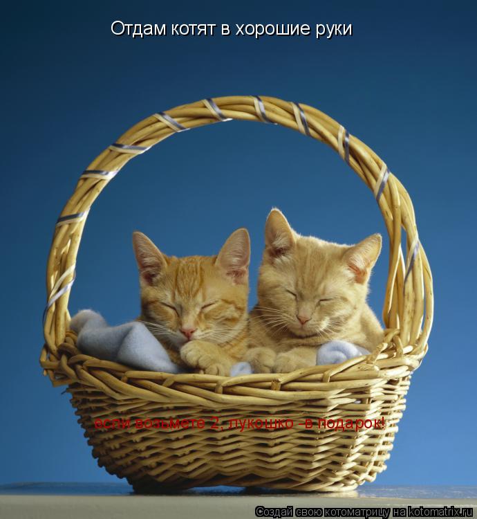 Отдам котят в хорошие руки если возьмете 2, лукошко -в подарок!... Котоматрица: Отдам котят в хорошие руки если возьмете 2, лукошко -в подарок!