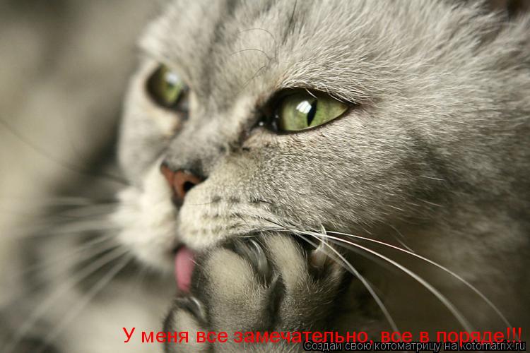 Котоматрица: У меня все замечательно, все в поряде!!!