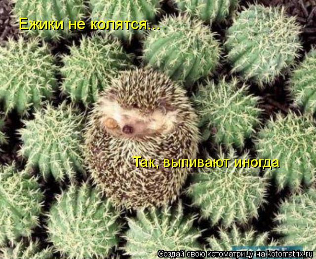 Котоматрица: Ежики не колятся... Так, выпивают иногда
