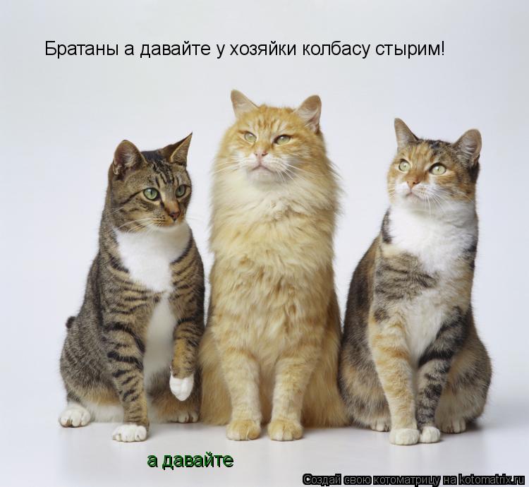 Котоматрица: Братаны а давайте у хозяйки колбасу стырим! а давайте