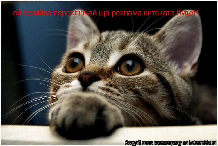 ой хозяйка переключай ща реклама китеката будет!... Котоматрица: ой хозяйка переключай ща реклама китеката будет!