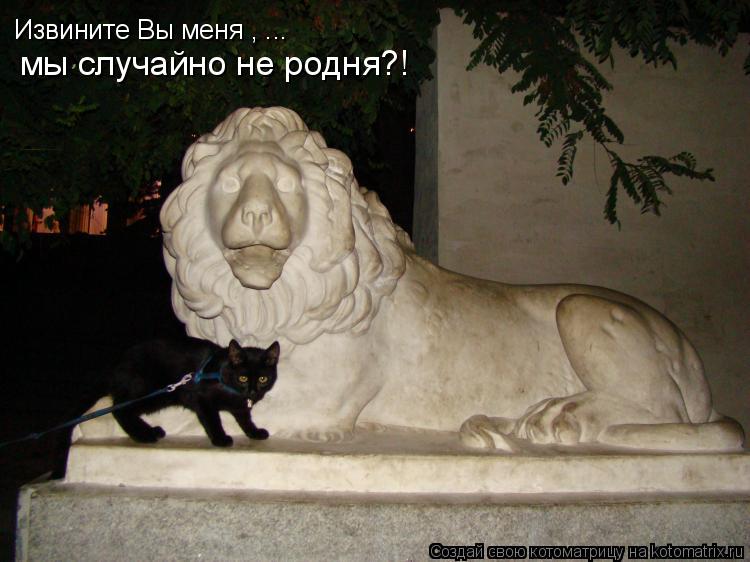 Котоматрица: Извините Вы меня , ... мы случайно не родня?!