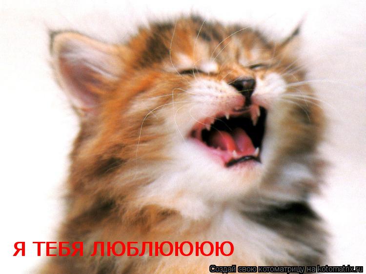 Котоматрица: Я ТЕБЯ ЛЮБЛЮЮЮЮ Я ТЕБЯ ЛЮБЛЮЮЮЮ