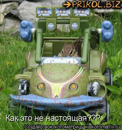 Котоматрица: Как это не настоящая???