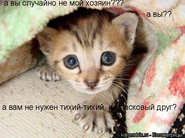 Котоматрица: а вы случайно не мой хозяин??? а вы?? а вам не нужен тихий-тихий, но ласковый друг?