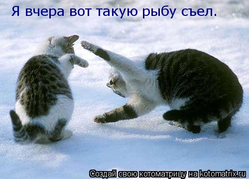 Котоматрица: Я вчера вот такую рыбу съел.