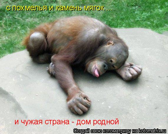 Котоматрица: с похмелья и камень мягок ... и чужая страна - дом родной