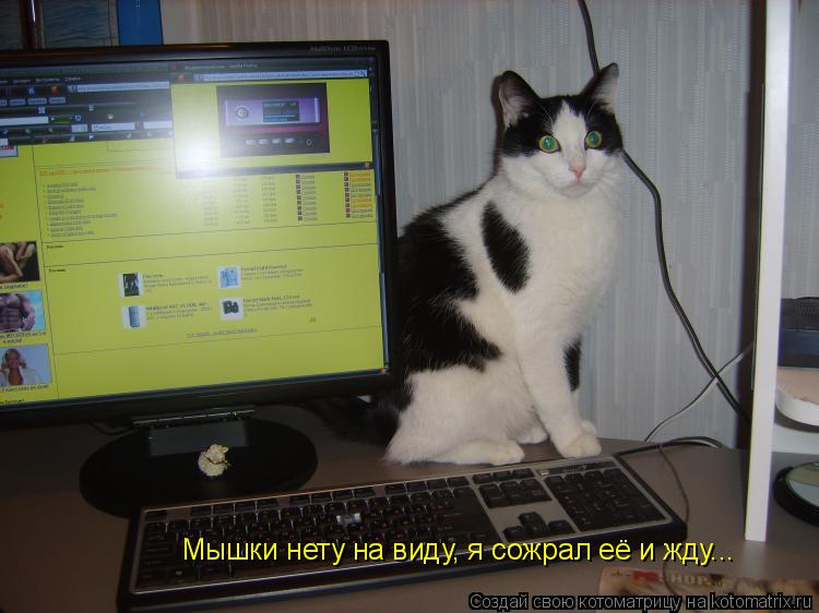 Мышки нету на виду, я сожрал её и жду...... Котоматрица: Мышки нету на виду, я сожрал её и жду...