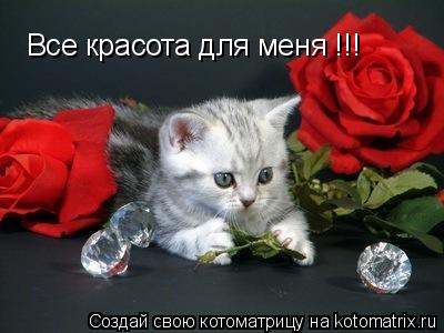Все красота для меня !!!... Котоматрица: Все красота для меня !!!