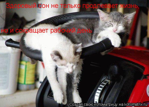 но и сокращает рабочий день Здоровый сон не только продлевает жизнь,... Котоматрица: но и сокращает рабочий день Здоровый сон не только продлевает жизнь,