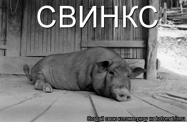 Котоматрица: СВИНКС