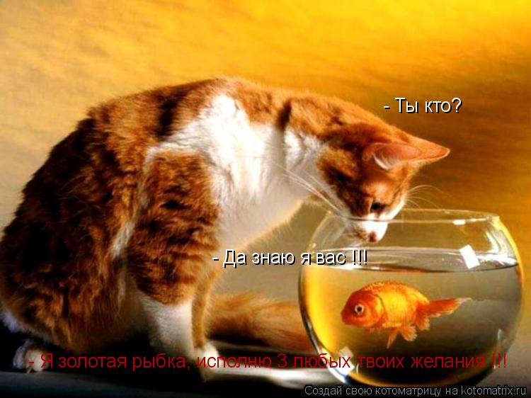- Ты кто? - Я золотая рыбка, исполню 3 любых твоих желания !!! - Да знаю я вас !!!... Котоматрица: - Ты кто? - Я золотая рыбка, исполню 3 любых твоих желания !!! - Да знаю я вас !!!