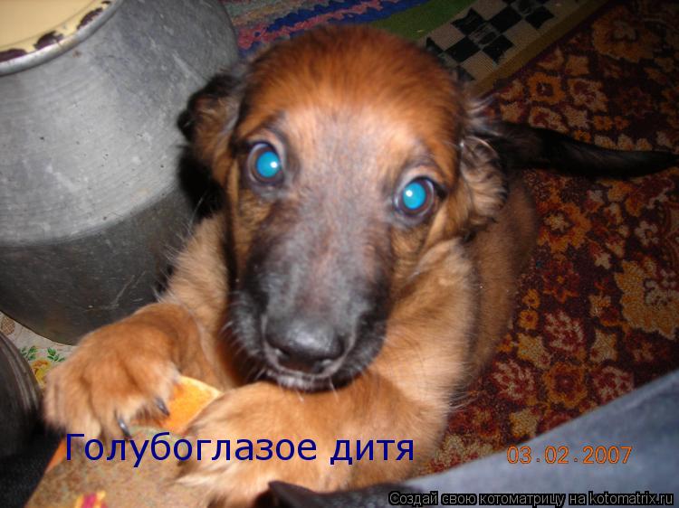 Котоматрица: Голубоглазое дитя