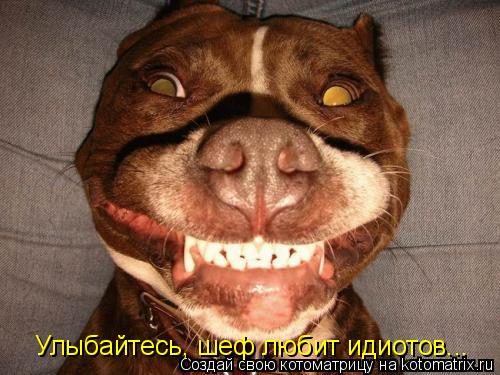 Котоматрица: Улыбайтесь, шеф любит идиотов...