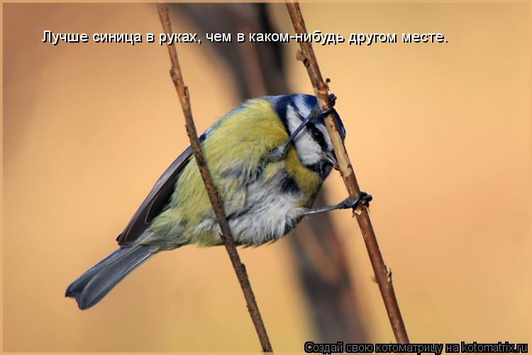 Котоматрица: Лучше синица в руках, чем в каком-нибудь другом месте.