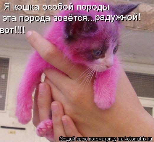 Котоматрица: Я кошка особой породы эта порода зовётся... радужной! вот!!!!