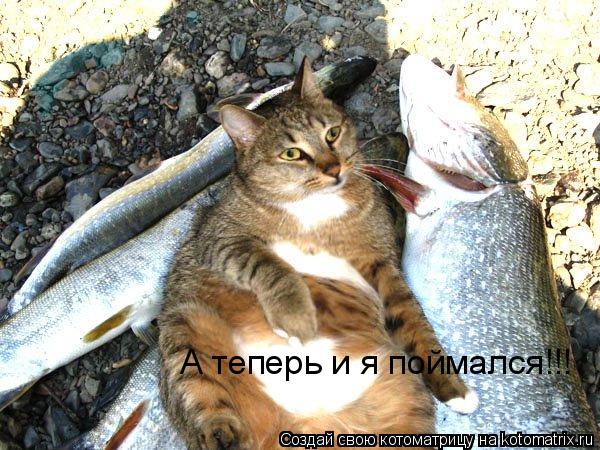 А теперь и я поймался!!!... Котоматрица: А теперь и я поймался!!!