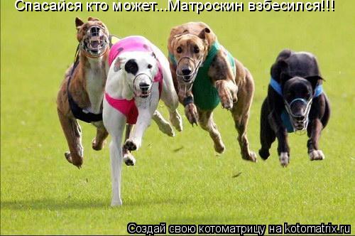 Спасайся кто может...Матроскин взбесился!!!... Котоматрица: Спасайся кто может...Матроскин взбесился!!!