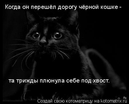 Котоматрица: Когда он перешёл дорогу чёрной кошке -  та трижды плюнула себе под хвост.