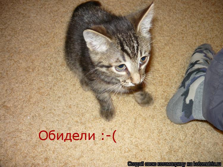 Котоматрица: Обидели :-(