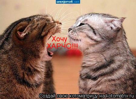 Котоматрица: Хочу ХАРЧО!!!