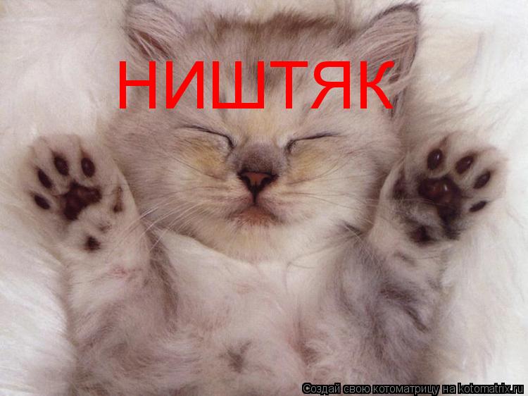 НИШТЯК... Котоматрица: НИШТЯК