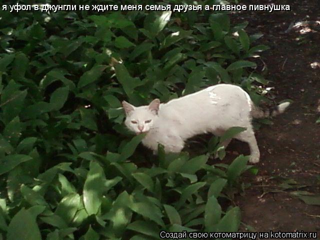 Котоматрица: я уфол в джунгли не ждите меня семья друзья а главное пивнушка