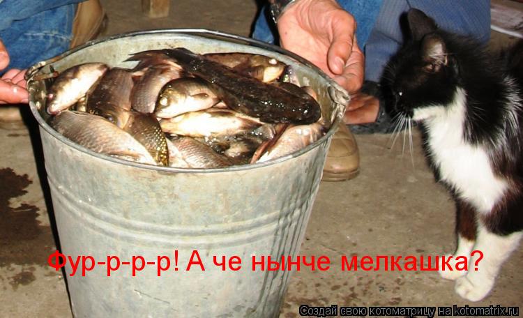 Котоматрица: Фур-р-р-р! А че нынче мелкашка?