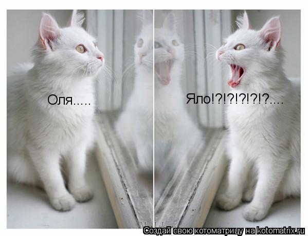 Котоматрица: Оля..... Яло!?!?!?!?!?....
