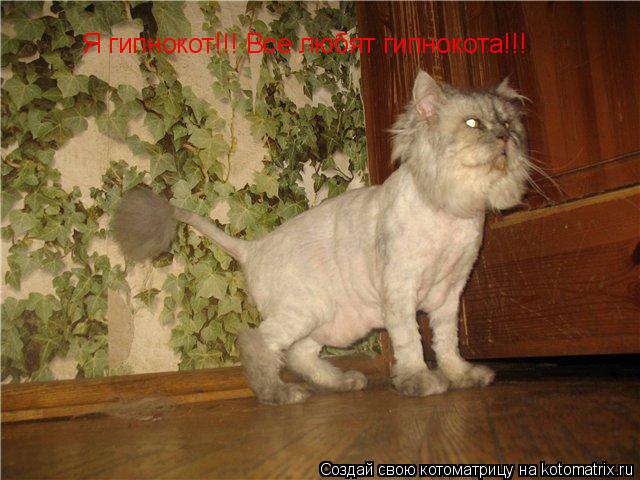 Котоматрица: Я гипнокот!!! Все любят гипнокота!!!