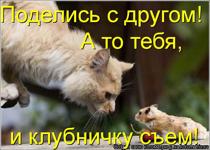 Поделись с другом! А то тебя, и клубничку съем!... Котоматрица: Поделись с другом! А то тебя, и клубничку съем!