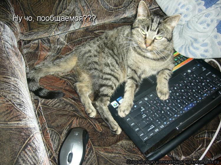 Ну чо, пообщаемся???... Котоматрица: Ну чо, пообщаемся???