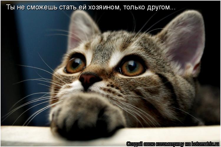 Ты не сможешь стать ей хозяином, только другом...... Котоматрица: Ты не сможешь стать ей хозяином, только другом...