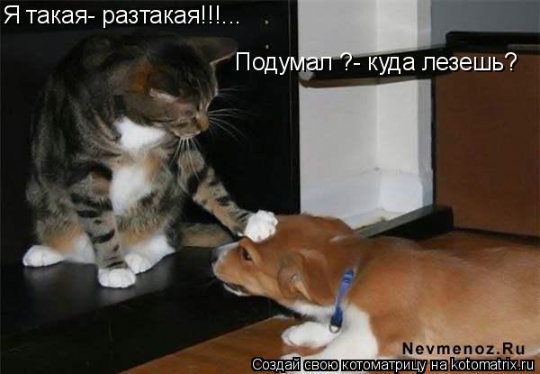 Я такая- разтакая!!!... Подумал ?- куда лезешь?... Котоматрица: Я такая- разтакая!!!... Подумал ?- куда лезешь?