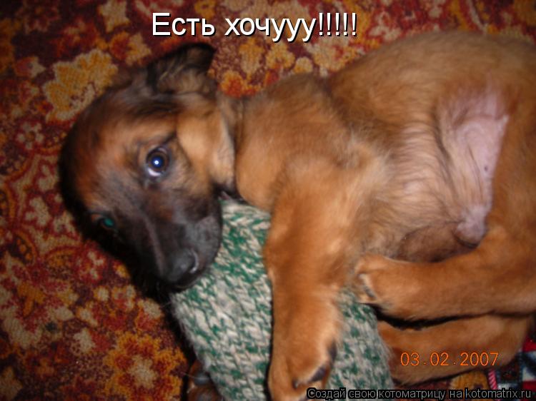 Котоматрица: Есть хочууу!!!!!