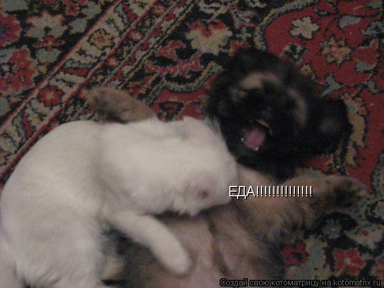 Котоматрица: ЕДА!!!!!!!!!!!!!!