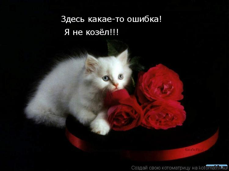 Котоматрица: Здесь какае-то ошибка! Я не козёл!!!
