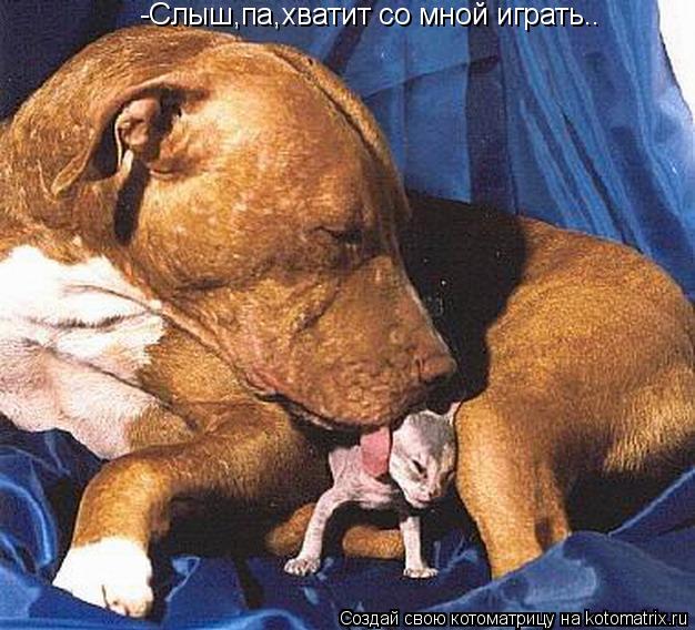 Котоматрица: -Слыш,па,хватит со мной играть..