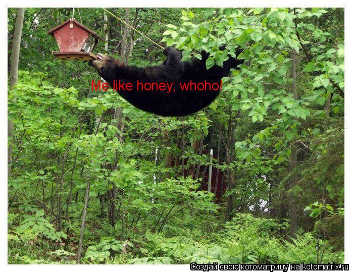 Котоматрица: Me like honey; whoho!