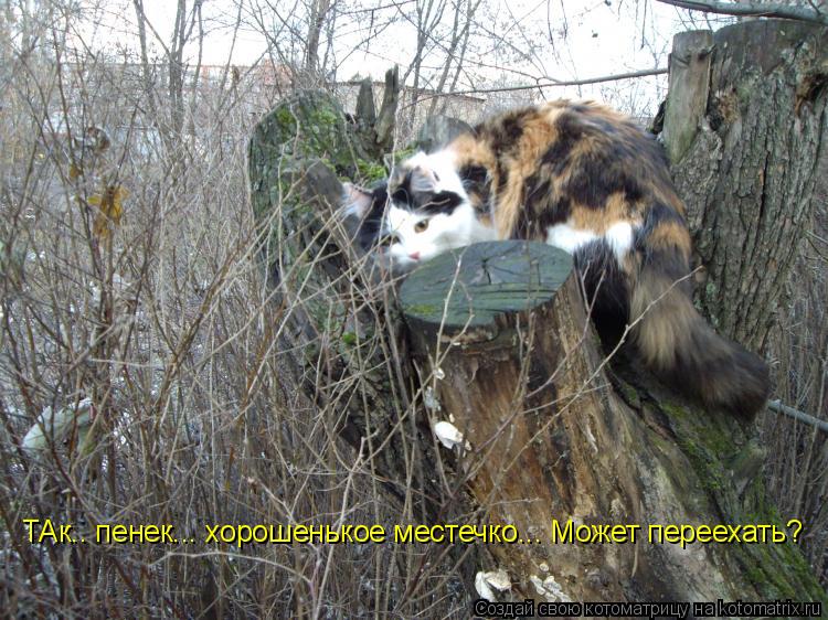 Котоматрица: ТАк.. пенек... хорошенькое местечко... Может переехать?