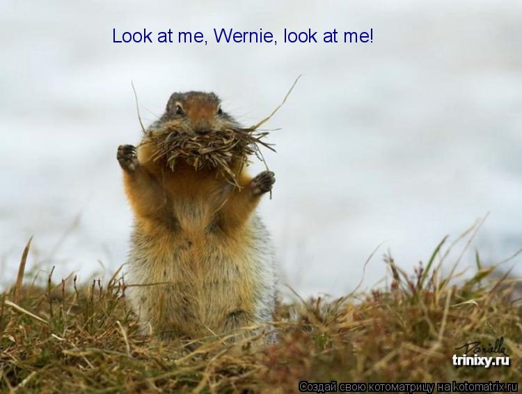Look at me, Wernie, look at me!... Котоматрица: Look at me, Wernie, look at me!