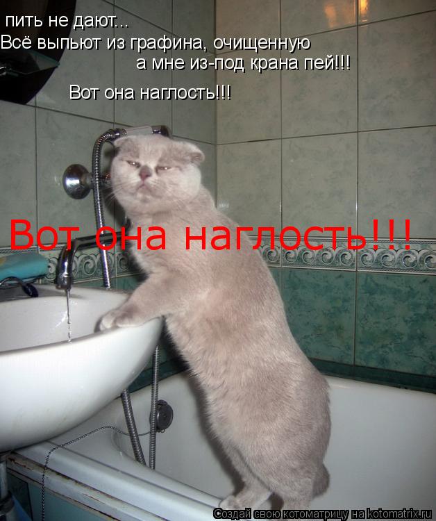 пить не дают... Всё выпьют из графина, очищенную а мне из-под крана пей!!! Вот она наглость!!! Вот он... Котоматрица: пить не дают... Всё выпьют из графина, очищенную а мне из-под крана пей!!! Вот она наглость!!! Вот она наглость!!!