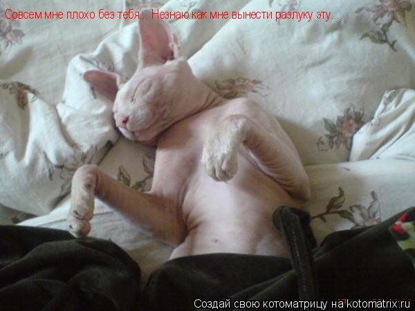 Котоматрица: Совсем мне плохо без тебя... Незнаю как мне вынести разлуку эту...