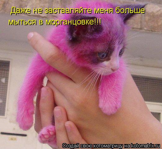 Даже не заставляйте меня больше мыться в морганцовке!!!... Котоматрица: Даже не заставляйте меня больше мыться в морганцовке!!!